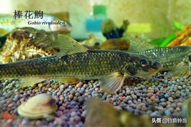 沙钻鱼的营养价值,淡水条纹石斑鱼营养价值