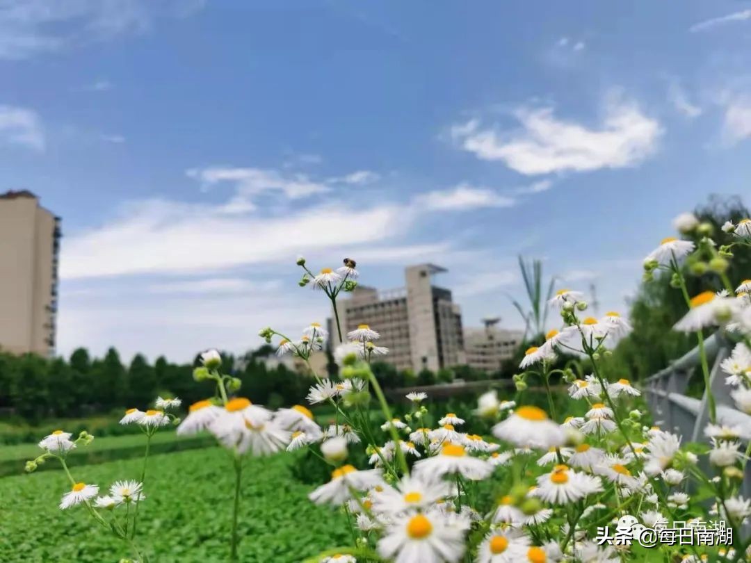 南湖的生态公园,南湖公园在未来哪里