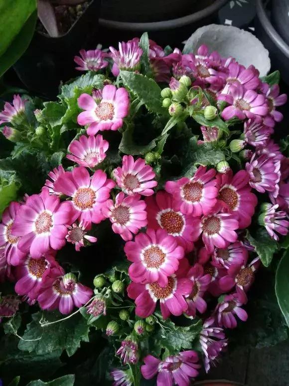 怎样才能让瓜多结果,怎样让瓜类多结瓜