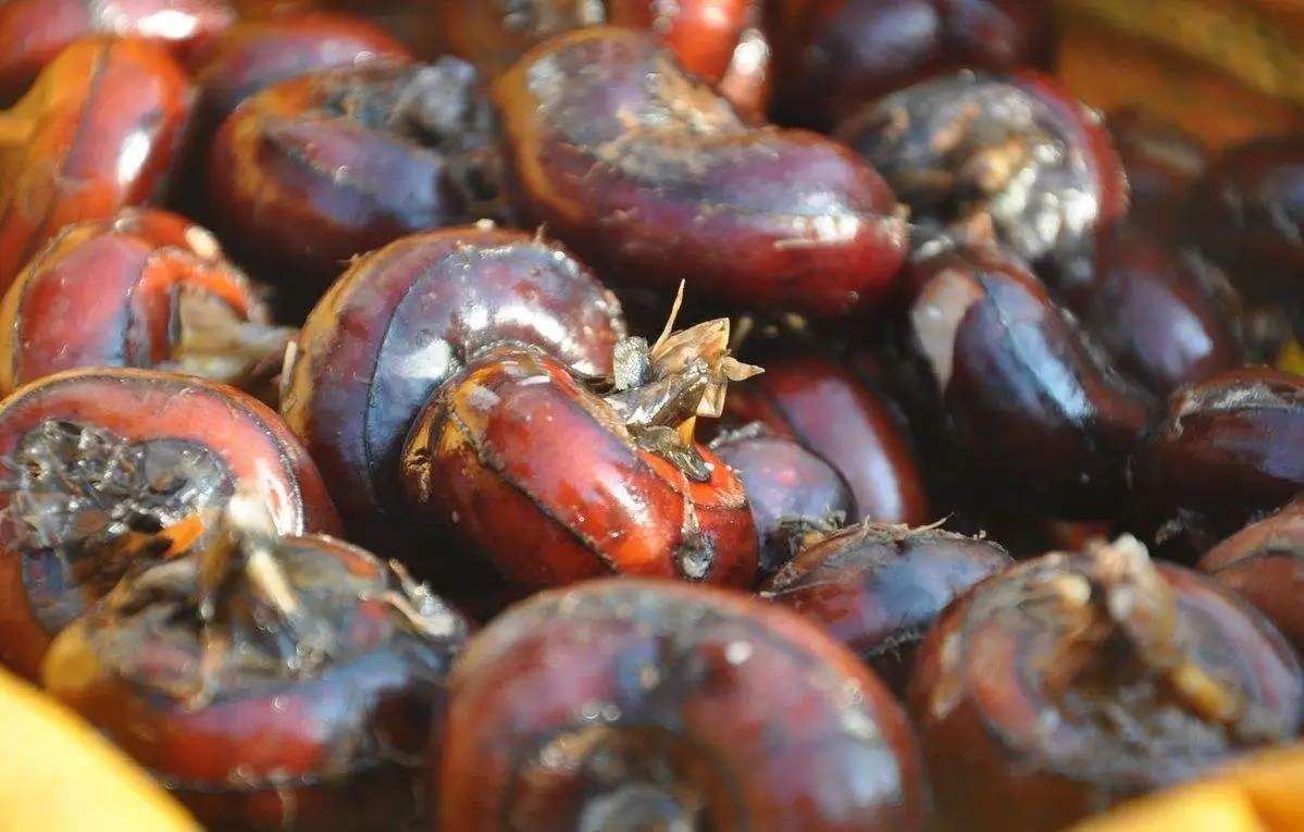 荸荠怎样防治枯萎烂根病,荸荠秆枯病有特效药吗