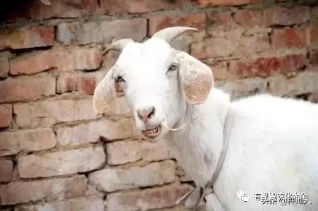 羊粪有机肥制作全过程,羊粪和秸秆如何制有机肥