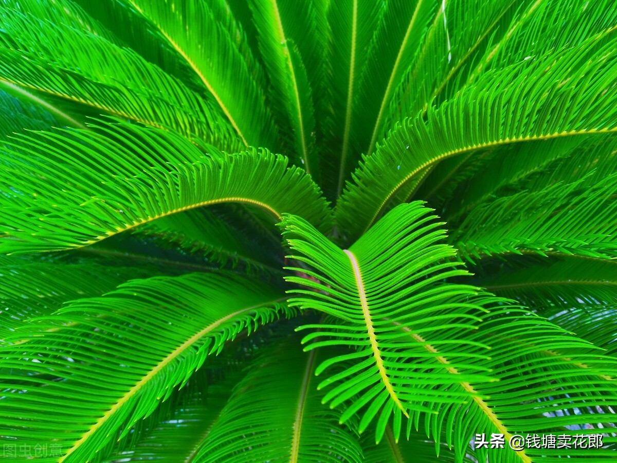 铁树叶子发黄什么原因呢,铁树叶子发黄的原因以及解决方法