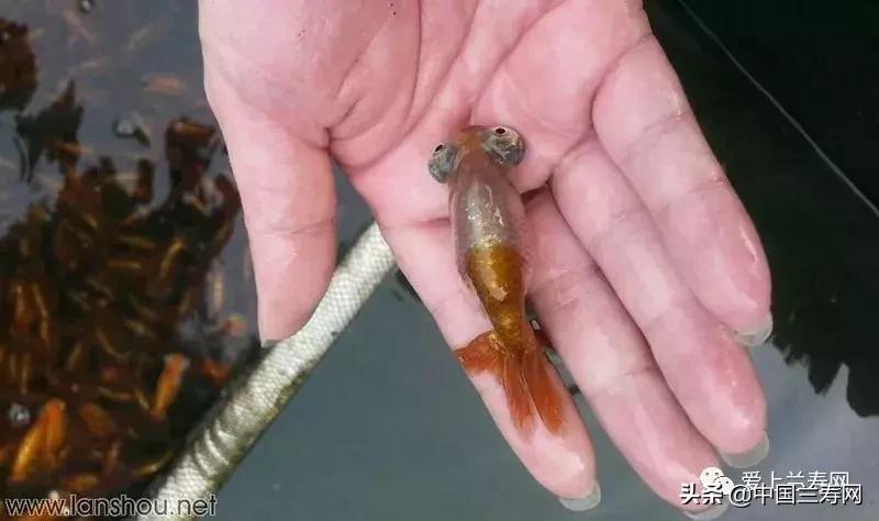 各种金鱼欣赏,金鱼鉴赏