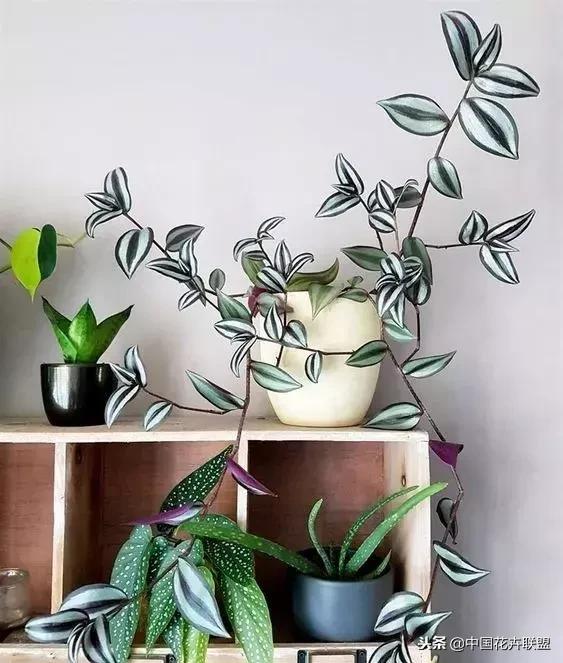 打翻了调色盘的花,打翻了调色盘的美景