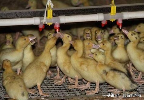 养鸭防疫全过程,肉鸭防疫的最佳方法
