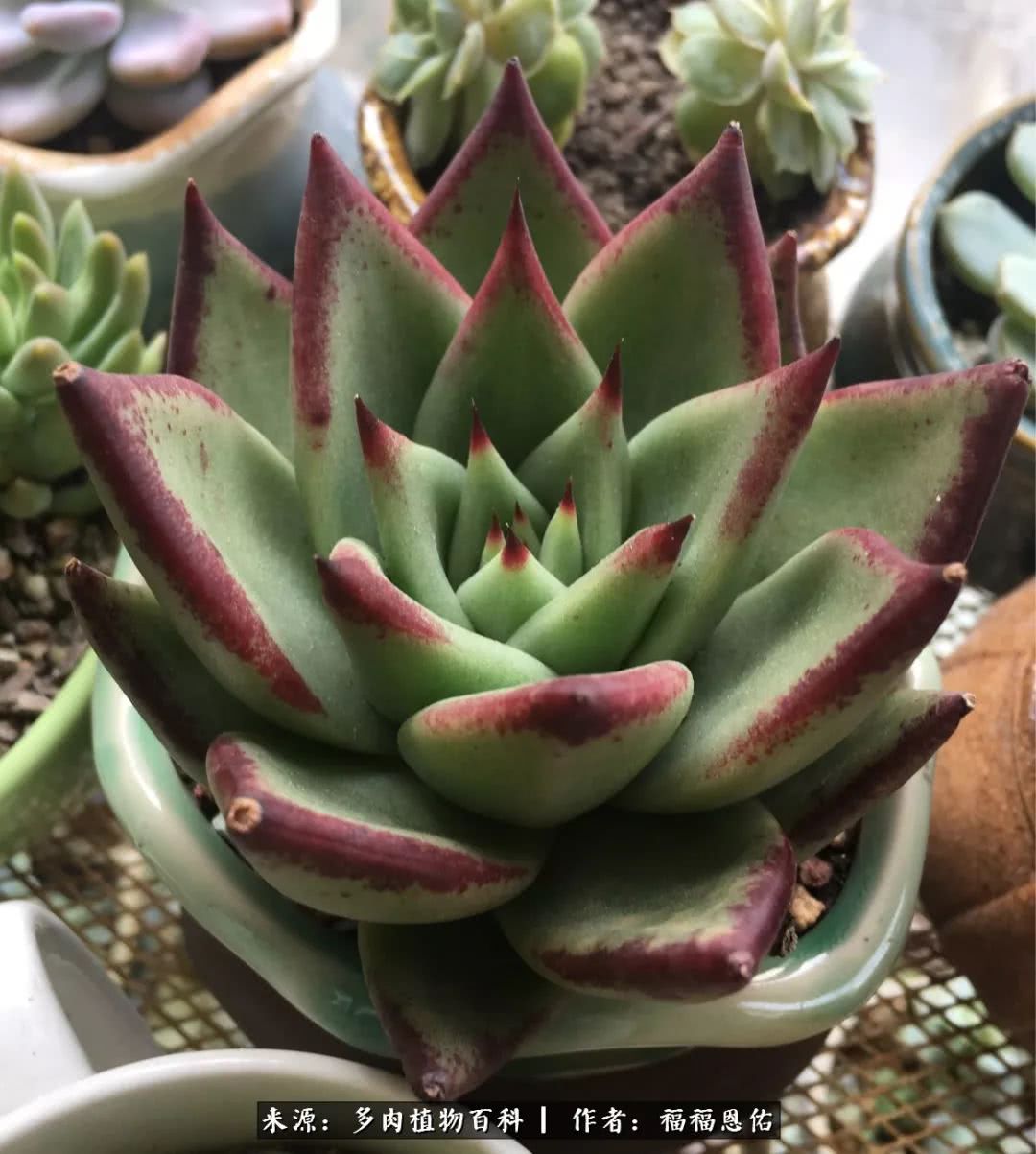 买买买，千里迢迢来相见，新的多肉成员来啦！