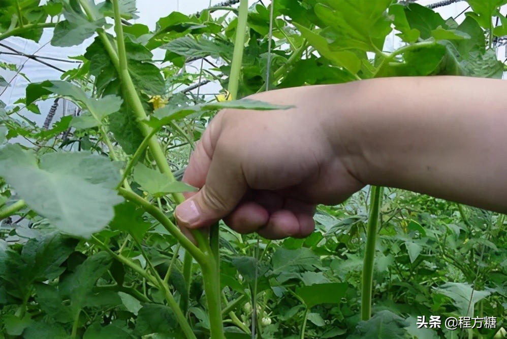 番茄种植整枝打杈摘心视频,番茄光长高不开花怎么办