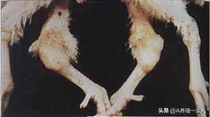 鸡拉白痢如何治疗用什么药最好,鸡拉白痢用土霉素可以治好吗