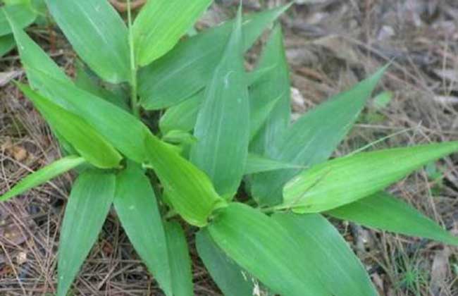 夏至下雨天适合喝的养生茶,夏天养生茶凉茶怎么喝好喝一点