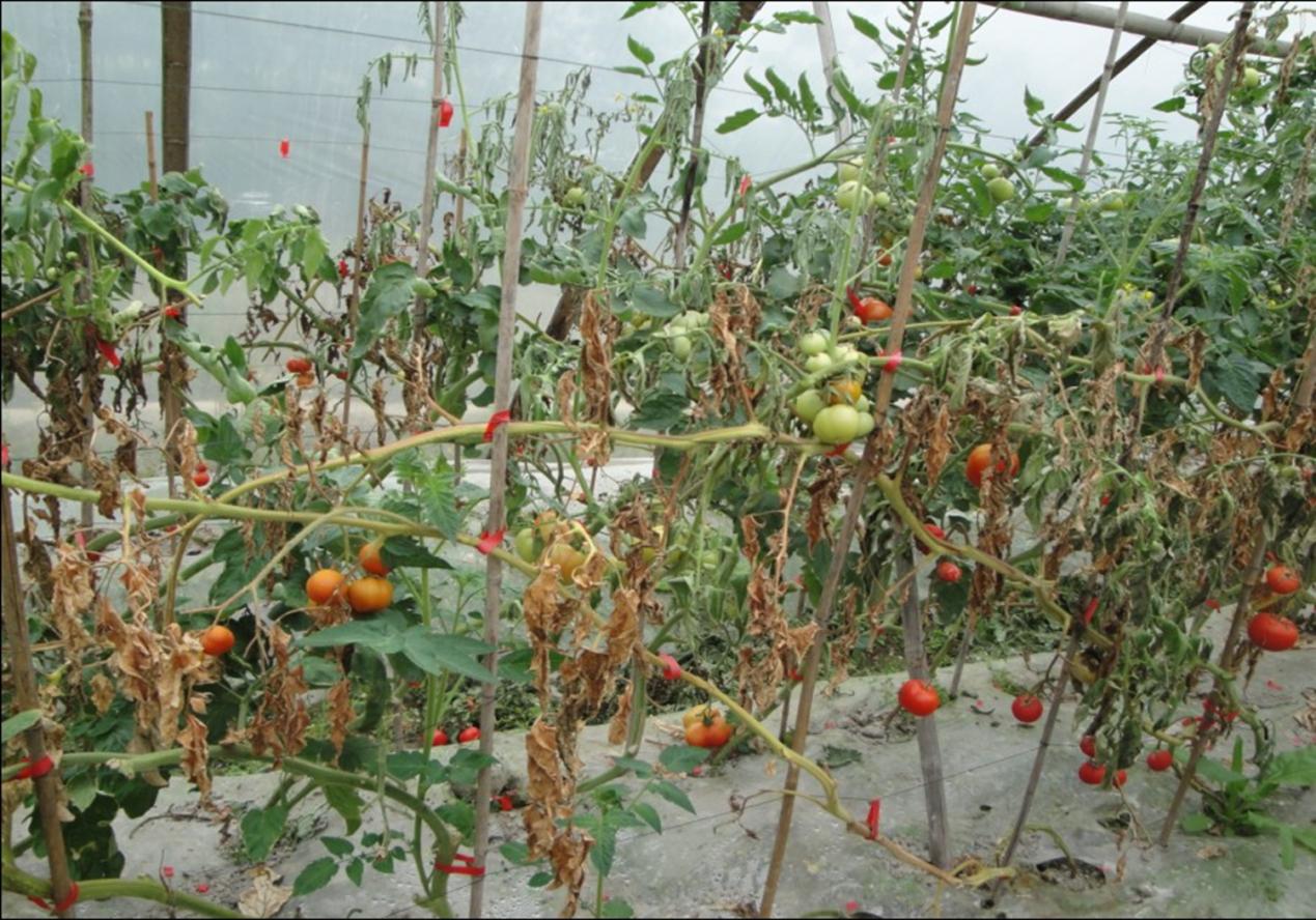 如何进行作物缺素症状的田间识别,缺素病害详解大全