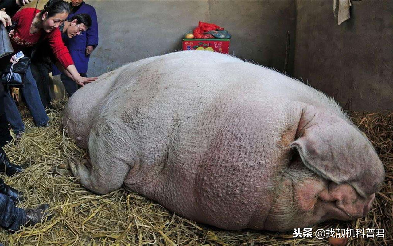 一头猪如果永远不杀会长多重,如果猪一辈子不杀究竟能长多大