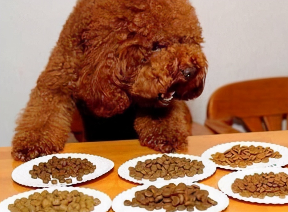 对付挑食泰迪的绝招,怎么解决泰迪挑食的问题