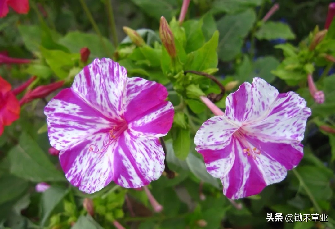 温馨紫茉莉,好看的紫茉莉