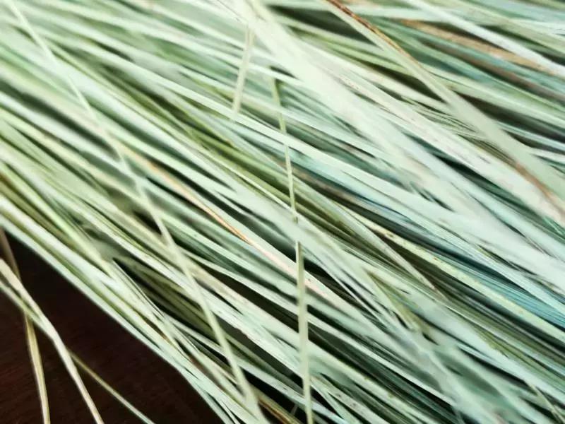 乌拉草吉林哪里有,乌拉草现在叫什么