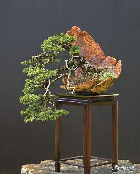 让你从厨艺小白变大神的100道菜,教你如何从一个小白变成大神