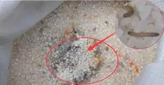 米饭辟谣,有虫的大米可以吃吗
