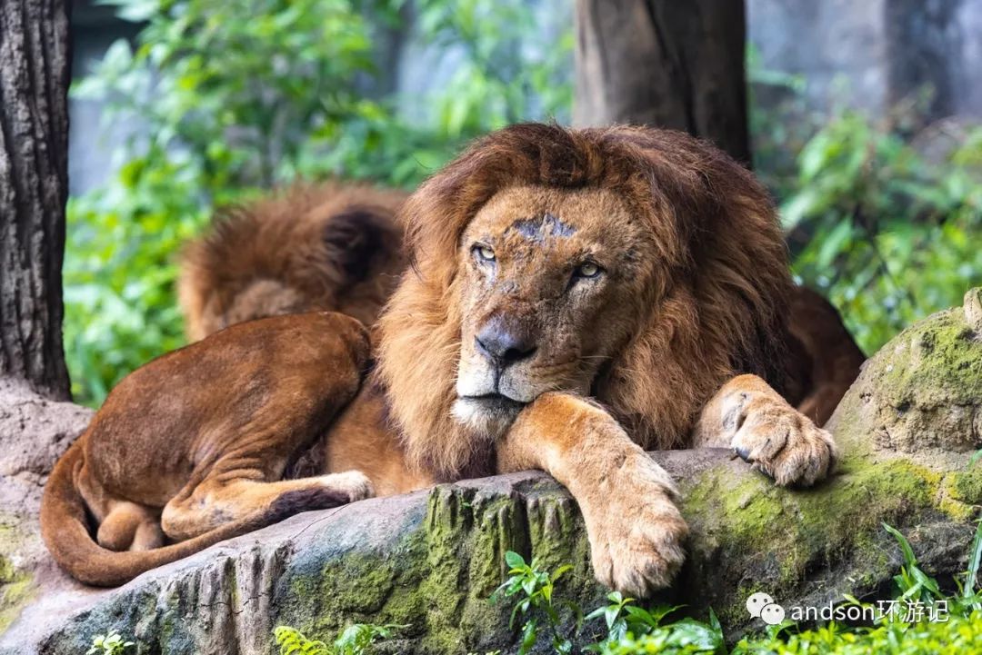 印尼你好怎么发音,印尼歌曲你好傻