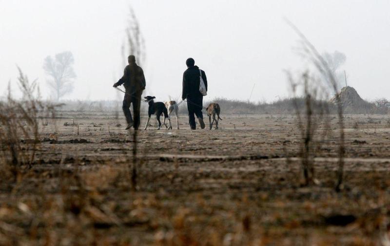 细狗撵兔子视频全过程,细狗撵兔合法吗