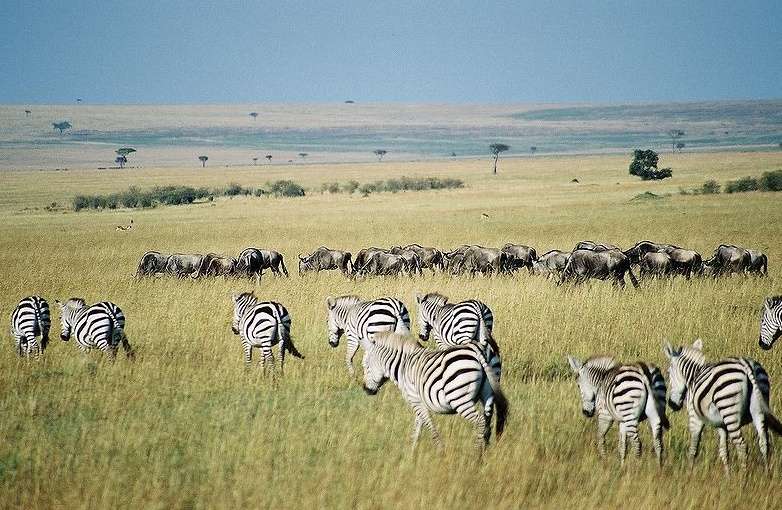 驻外工作：肯尼亚值得选择吗？