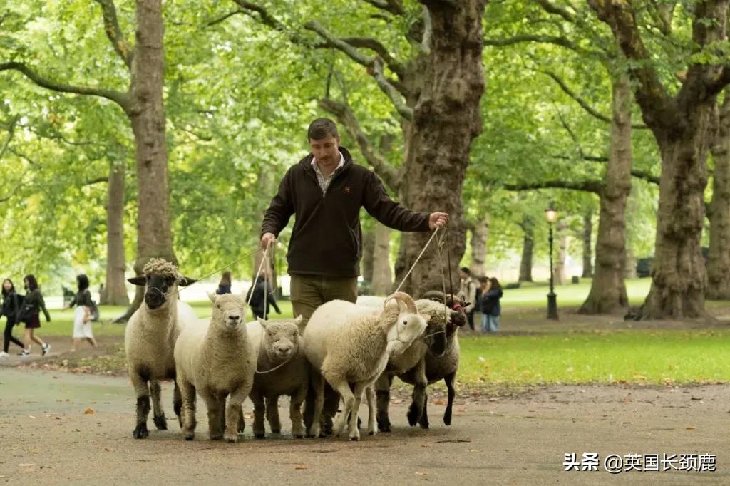 羊驼治愈案例,动物治愈焦虑