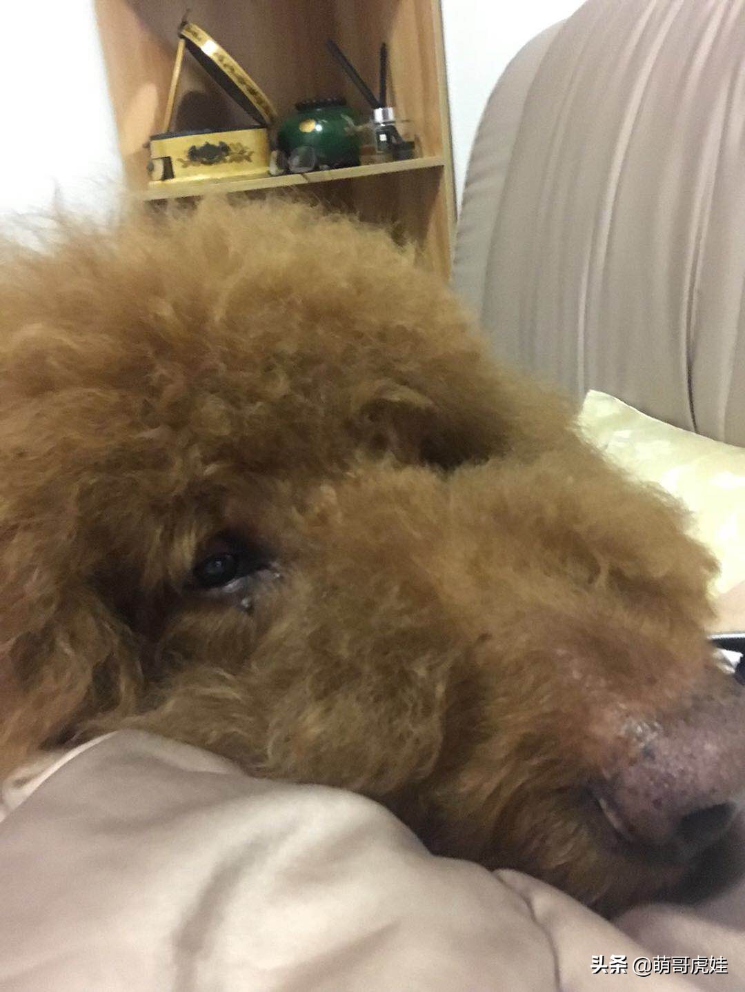 泰迪怕打雷下雨,泰迪打雷发抖