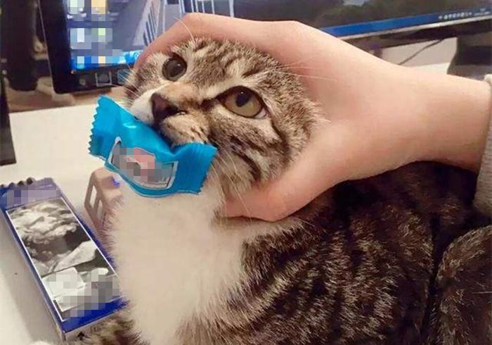猫咪吃糖吃的很欢,猫咪吃糖会怎么样