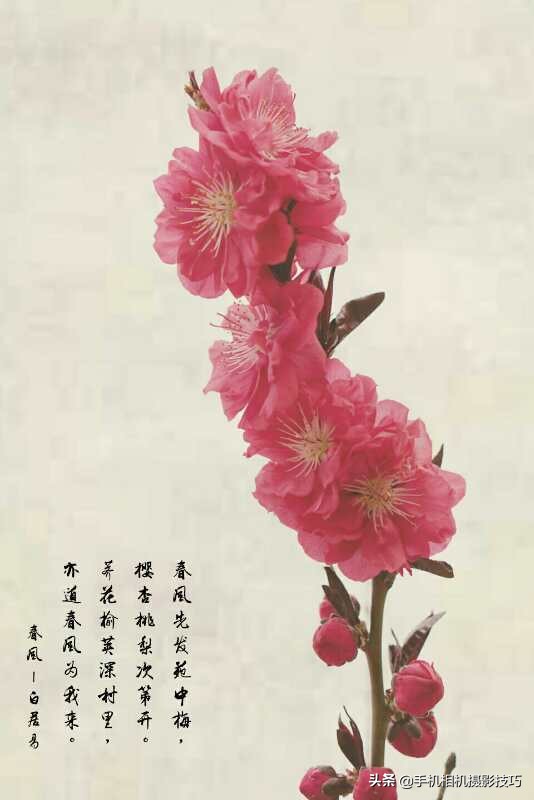 拍花小技巧怎样拍出好看的照片,如何拍花拍出意境