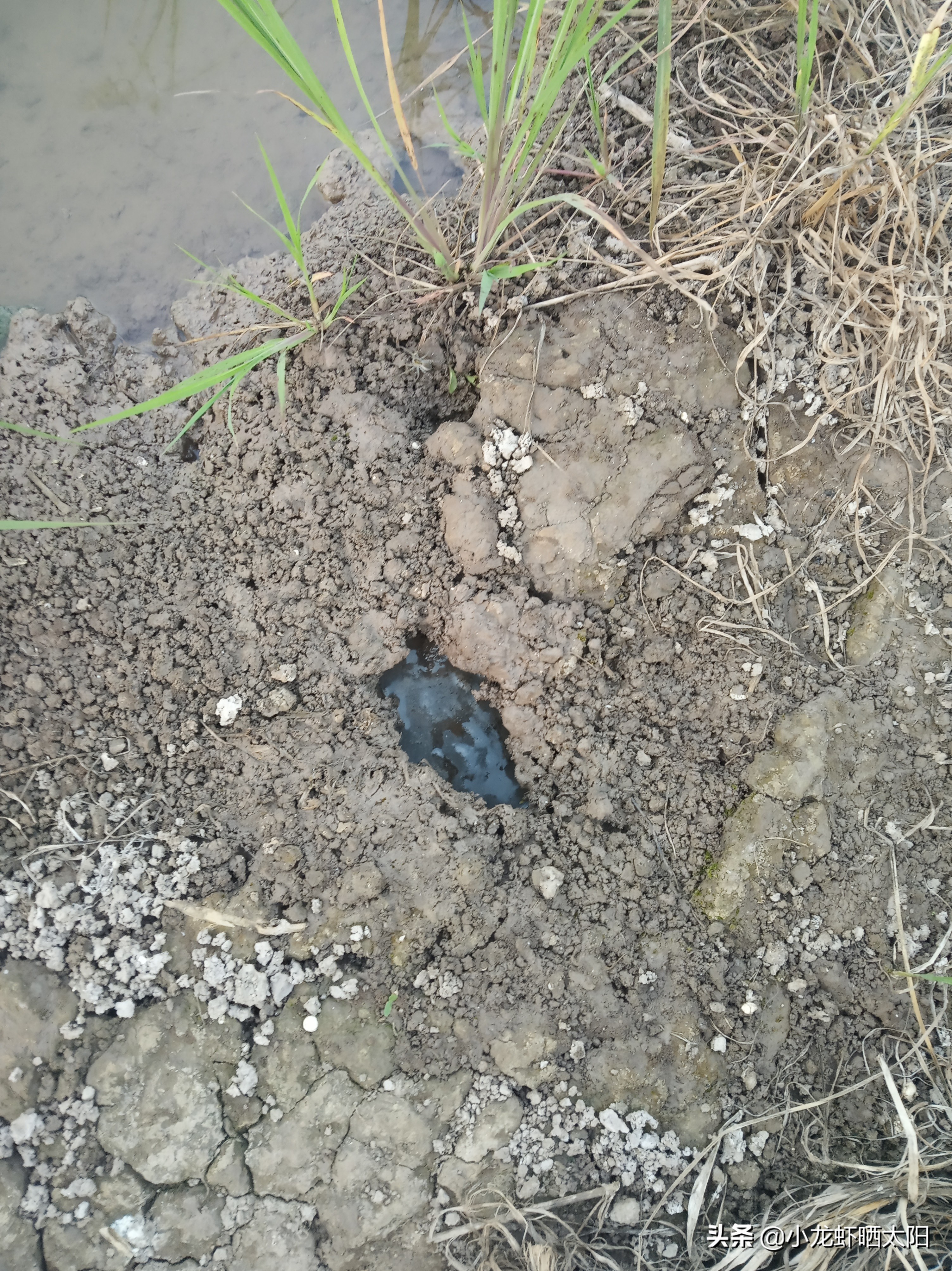 小龙虾孵化了怎么办,小龙虾虾卵怎么孵化