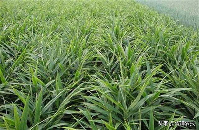 脱毒生姜培育与栽培高产技术,想要生姜种植高产这些技术少不了