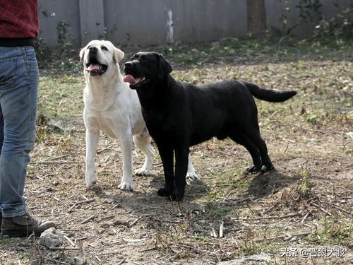 拉布拉多刚接回来太顽皮怎么处理,拉布拉多总是兴奋扑人怎么纠正