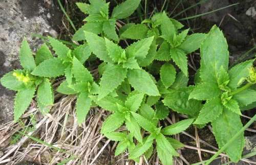 玄参，见过吗？能强阴益精，令人目明