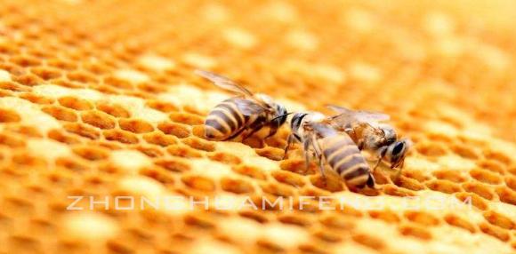 谈科学饲喂淀粉糖浆:胡元强