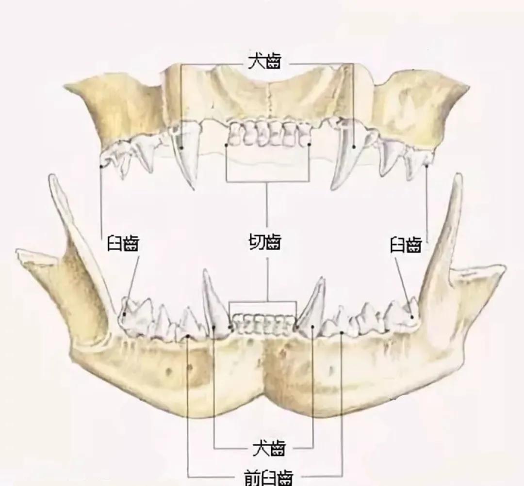 猫咪长蛀牙了需要拔掉吗,猫有蛀牙怎么处理最好