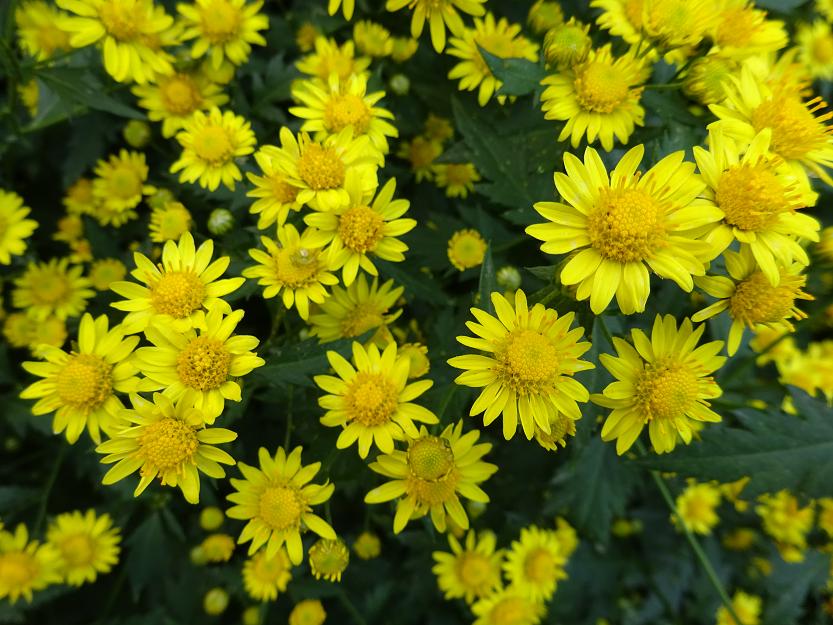 中药野菊花功用,每日中药