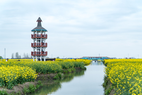 踏春赏花正当时，打卡千垛水上油菜花！玩转兴化景点美食全攻略
