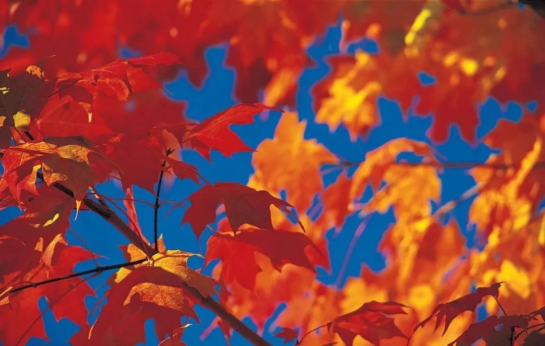 霜叶红于二月花怎么解释,霜叶红于二月花的解释