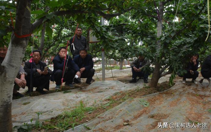 樱桃好吃树难栽大樱桃树视频,樱桃好吃树难栽口难开