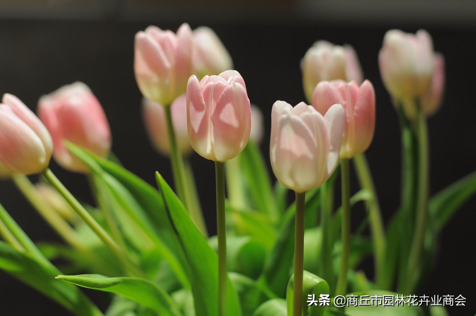 养花须谨慎,养花避免有虫