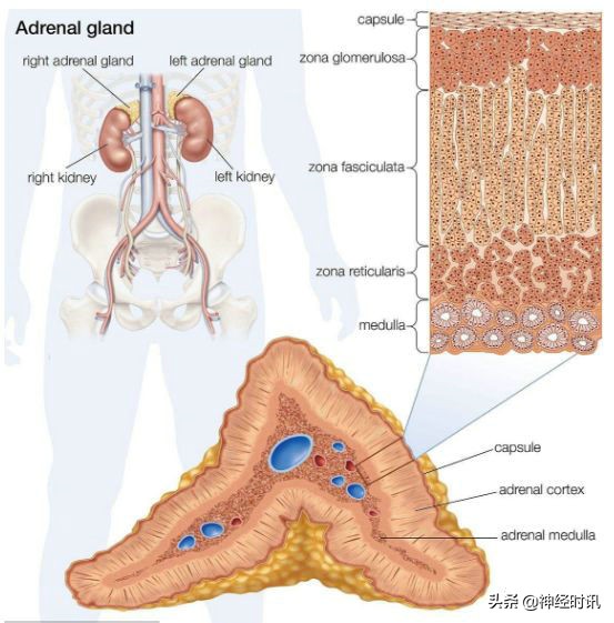 肾脏输尿管膀胱前列腺结构,肾输尿管膀胱解剖示意图