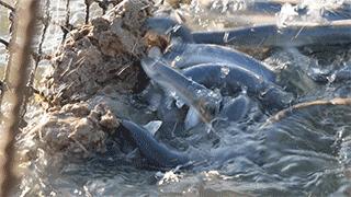 顺德三年磨一剑再造现象级产品《鳗鱼的故事》昨晚央视首发