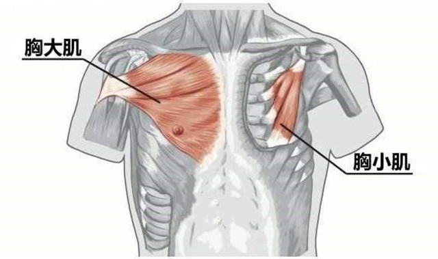 平胸妹穿搭,正常平胸背部侧面曲线