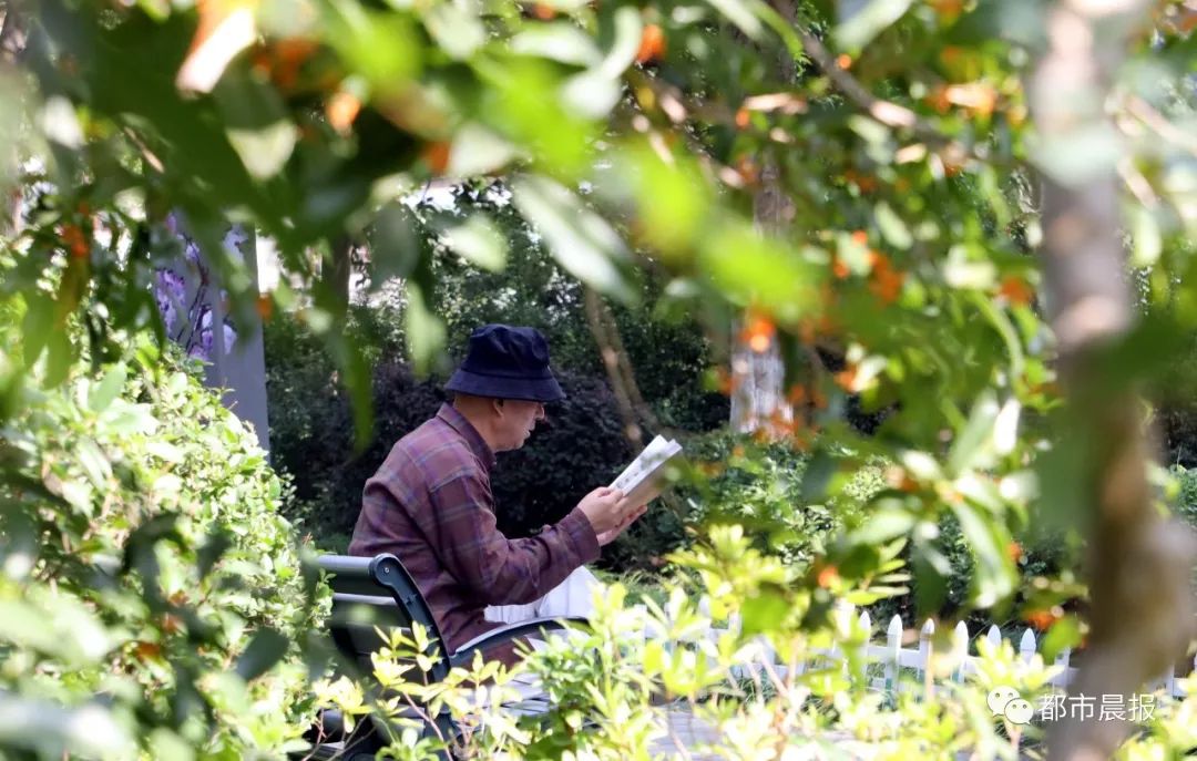 徐州市区桂花地图上线，能看又能吃！趁着十一假期快去吧