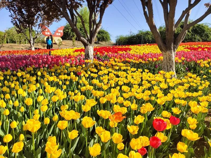 双流空港花田十月份有什么活动,双流空港花田赏花