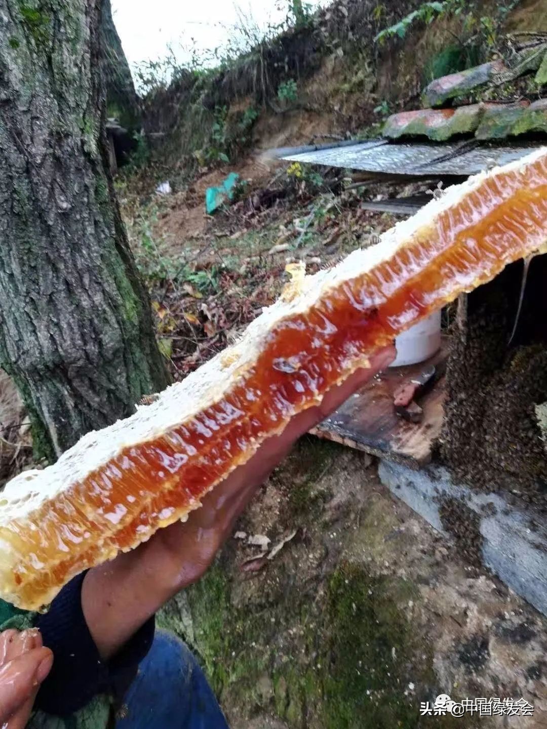 助力蜂农防疫情,拼多多助农战疫的原因