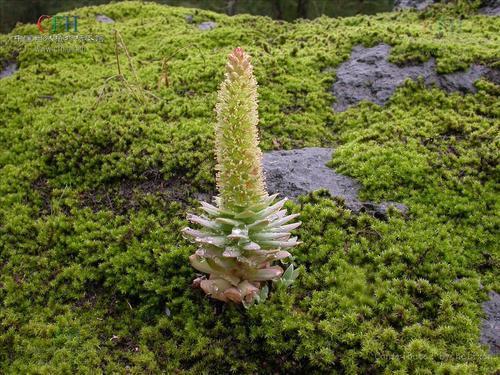 农村瓦片上长的多肉,农村多肉随便养