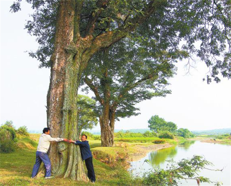 什么木材算是檀木树种,属于檀木的树都有什么