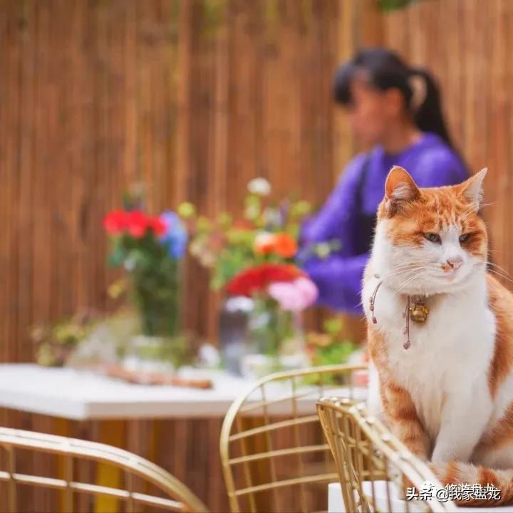 100张照片一百种幸福,100张图片带你去云南