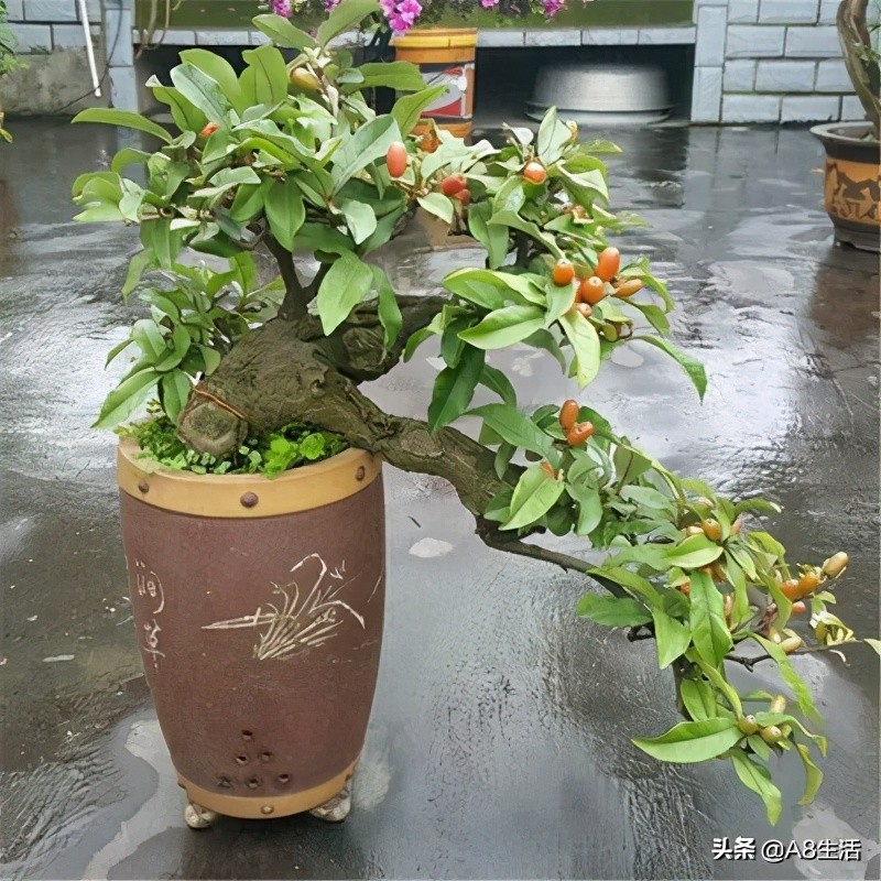 种羊奶果的前景,羊奶果种植基地在哪