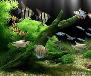 养鱼先养水硝化菌加多少,养鱼硝化菌群培养