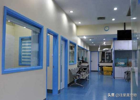 靠谱的宠物医院,好的宠物医院必须有哪些东西